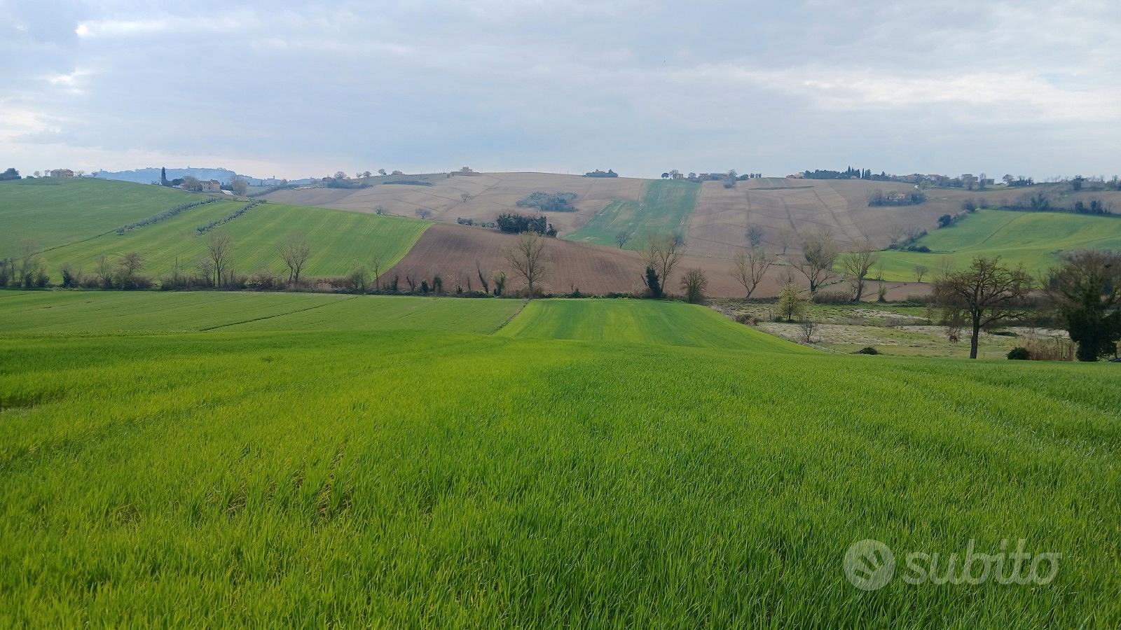 Vendita terreno agricolo - Vista 2