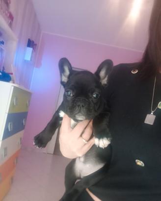 Cuccioli bulldog francese