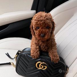 Barboncini fulvi di tre mesi tre maschi