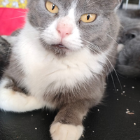 Elis micia in gabbia