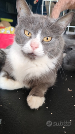 Elis micia in gabbia