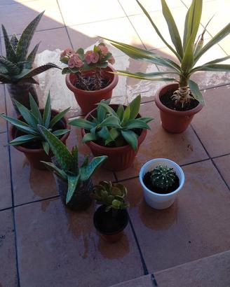 Piante grasse