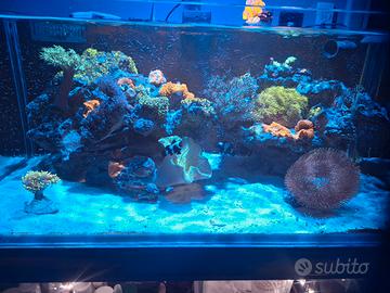 acqurio  marino completo di vivo 