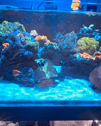 acqurio  marino completo di vivo 
