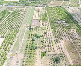 Terreno agricolo - Mineo