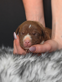 Cuccioli Pitbull pedigree