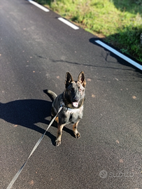 Vendita pastore tedesco