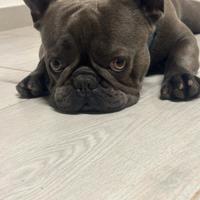 Bull dog francese blu