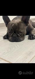 Bull dog francese blu