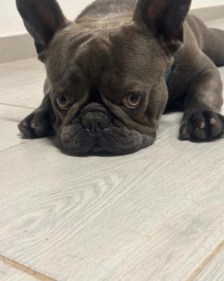 Bull dog francese blu