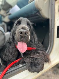 Cocker Spaniel con pedigree disponibile per monta