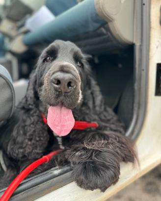 Cocker Spaniel con pedigree disponibile per monta