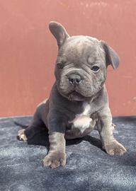 Bulldog francesi merle e blu
