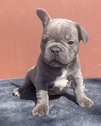 Bulldog francesi merle e blu