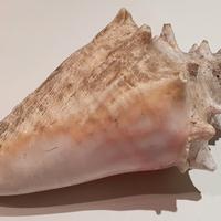 Grande Conchiglia Marina - uso soprammobile