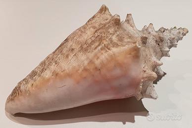 Grande Conchiglia Marina - uso soprammobile