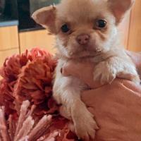 Chihuahua color miele e bianco