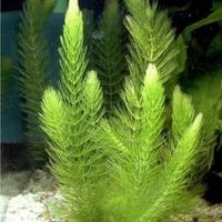 Piante per acquario ceratophyllum