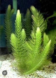 Piante per acquario ceratophyllum