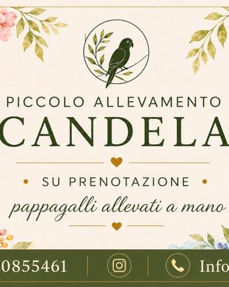 Pappagalli