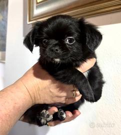 Chihuahua cucciola femmina