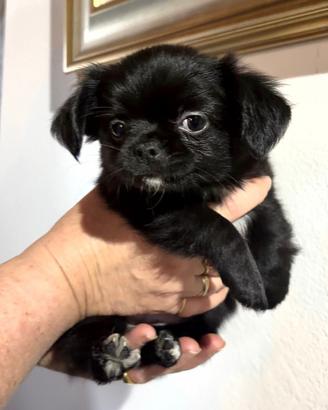 Chihuahua cucciola femmina