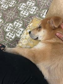 Cucciolo 8 mesi