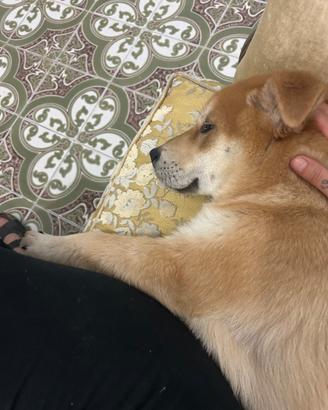 Cucciolo 8 mesi