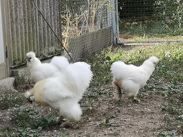 Galline ornamentali - Moro a Seta
