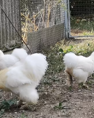 Galline ornamentali - Moro a Seta