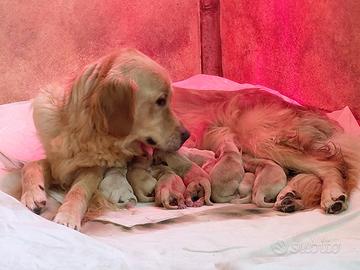 Cuccioli golden retriver