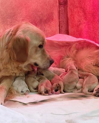 Cuccioli golden retriver