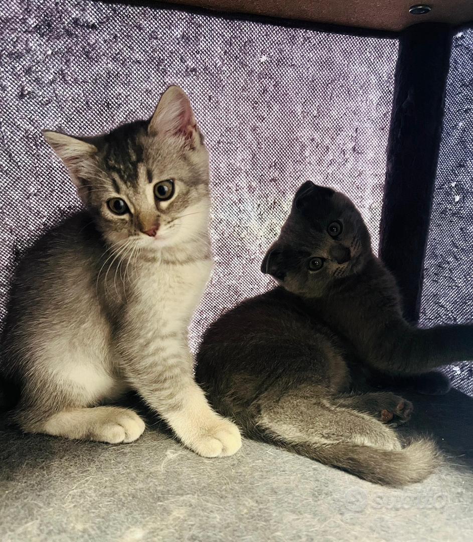 Gatti scottish fold e straiht