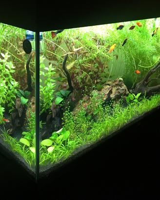 Acquario Juwell Rio 180 con mobile
