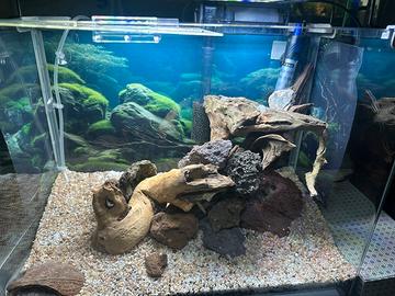 Consulenza  acquario