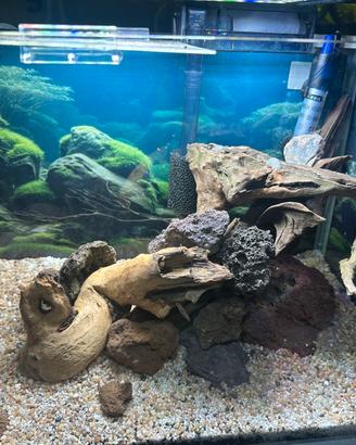 Consulenza  acquario