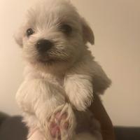 Cuccioli di Maltese