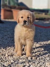 Cuccioli di Golden Retriever AMERICANI