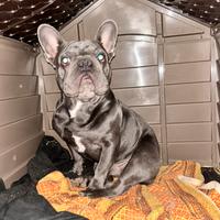Bulldog francese Tayson