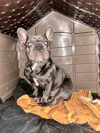 Bulldog francese Tayson