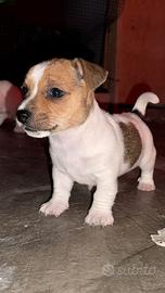 Jack Russell