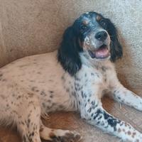 Setter inglese cuccioli