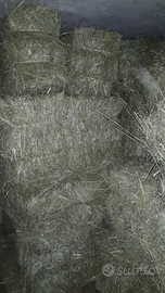 Fieno in ballette per cavalli