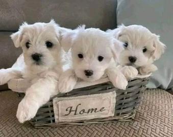 Maltese toy