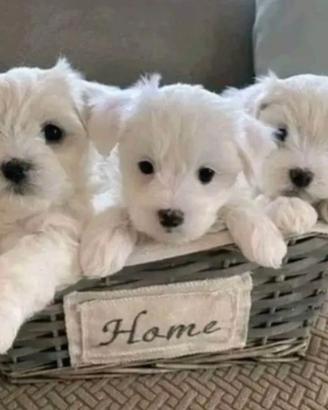 Maltese toy