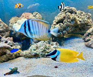ACQUARIO MARINO 240 L COMPLETO
