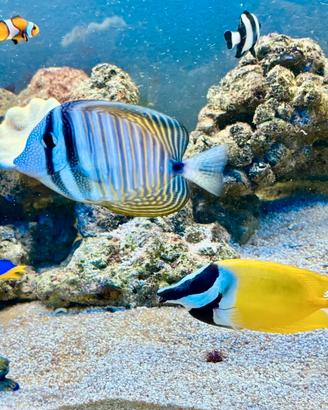 ACQUARIO MARINO 240 L COMPLETO
