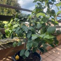 Pianta limone