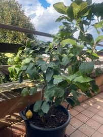 Pianta limone