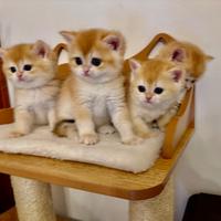 British shorthair femmine. Scottish straight